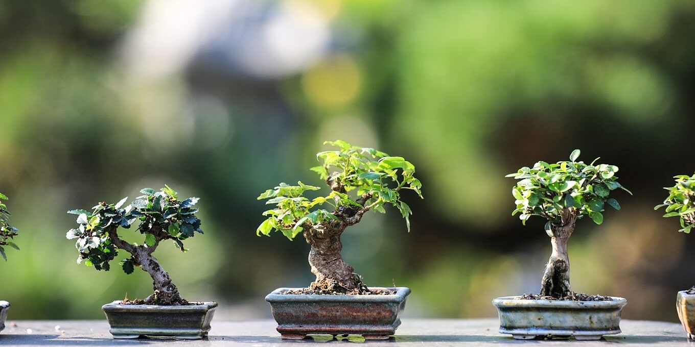 bonsai-4634225_1920
